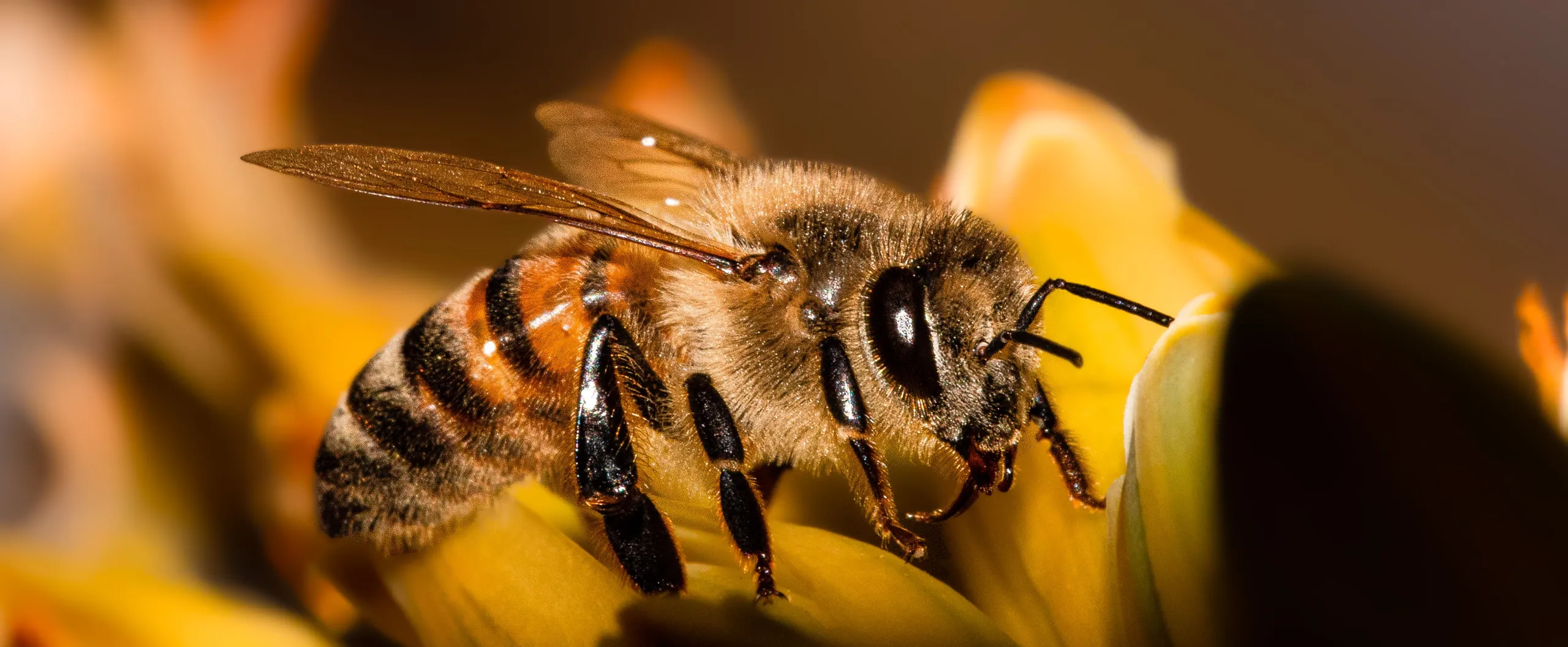 Abeja posada sobre una flor amarilla