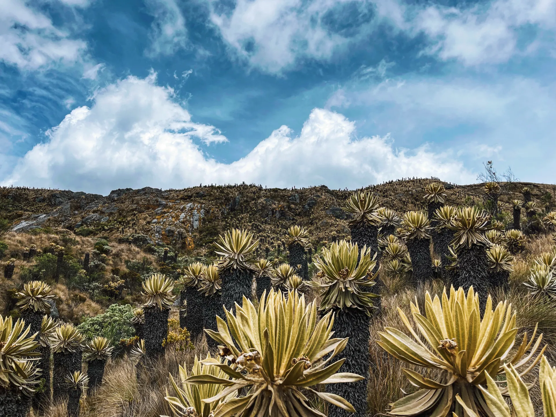 Páramo con frailejones bajo un cielo azul